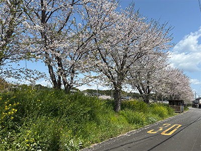 倉真川　並木道