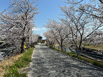 逆川　並木道