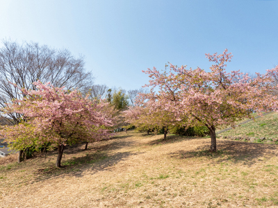 中川八幡山公園