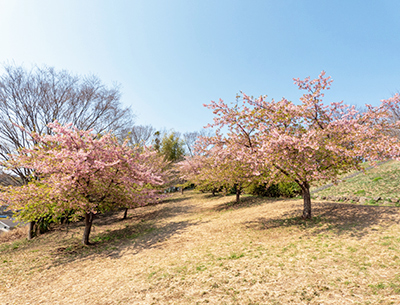 中川八幡山公園