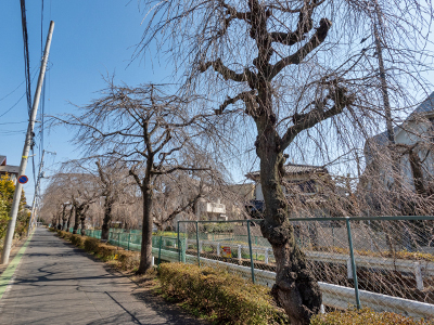 砂川堀のしだれ桜