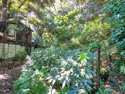 千駄木ふれあいの杜