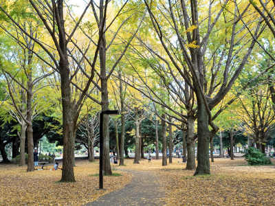 代々木公園