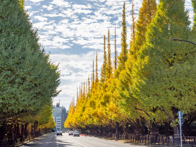 明治神宮外苑イチョウ並木