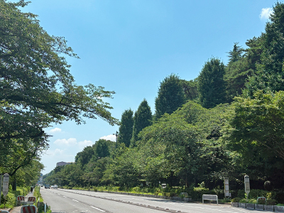 大学通り