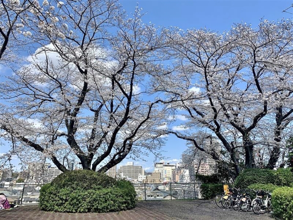 いろは坂桜公園