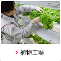 植物工場