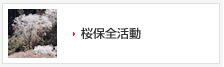 桜保全活動