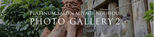 PLATINUM SALON MIYAGI NOUHOU PHOTO GALLERY 2
