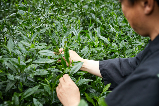 茶摘みは昔ながらの手摘みである。機械摘みは葉をちぎったり、余計な茎が混ざったりするので、高級茶には向かない。