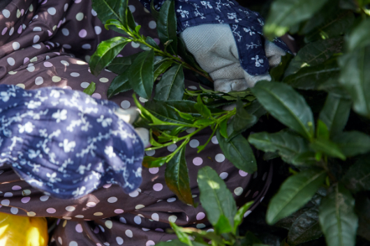 茎の先端にある「一芯二葉」と呼ばれる新芽だけを摘み取る。変色した葉や虫食いの葉は味を落とすので、絶対に避ける。