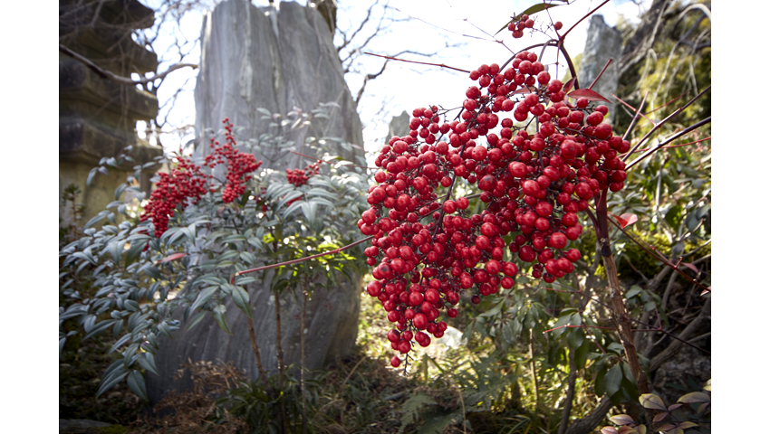 UETO ZOEN IN KYOTO PHOTO GALLERY 1