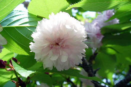 兼六園菊桜。花弁の数が約350枚にもおよぶ珍しい品種で、兼六園の名木。1961年、まだ若かった佐野藤右衛門氏が兼六園から枝を口にくわえて運び、父の十五代が接ぎ木に成功。現在兼六園にある菊桜は、元の木が枯れた後、佐野家から移植したものである。（撮影 植籐造園）