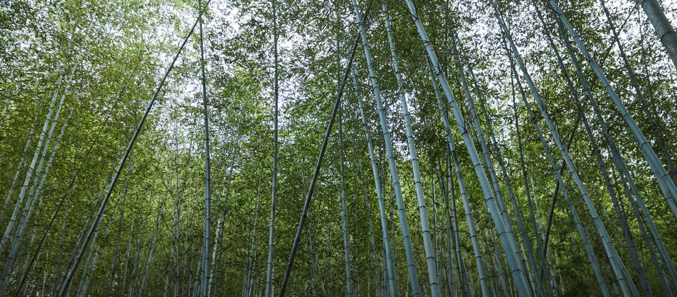 高知県須崎市にある虎竹の竹林。表面に模様ができる理由は幹に寄生する菌が原因と考えられているが、同じ地域でも山が違うと模様が出ないなど謎が多い。