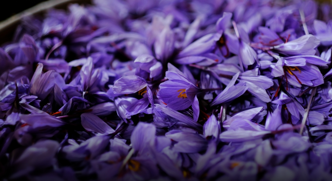 ひとつずつ手で摘み取られたサフランの花。赤い雌しべを丁寧に仕分け、乾燥させて香料にする。
