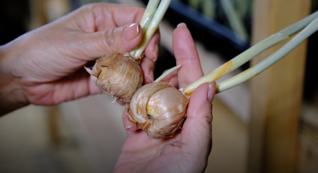 花を摘んだ球根は数日後には田んぼに植え、春まで土の中で栄養を蓄えさせる。その間に新たな球根が生まれる。5月半ば、田植の時期に土から掘り上げ、室内の通風のよい場所に日光を当てずに置いておく。その間は一切水を与えない。