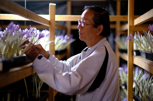 佐賀県鹿島市のAkaitoサフラン®生産者、西喜佐雄氏。祖父や父親が稲作の間に栽培していたサフランを後世に繋ごうと、平成21（2009）年に引き継いだ。球根の配置等を工夫し、大きな花を咲かせる名人に。