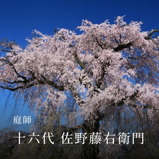 庭師 十六代 佐野藤右衛門