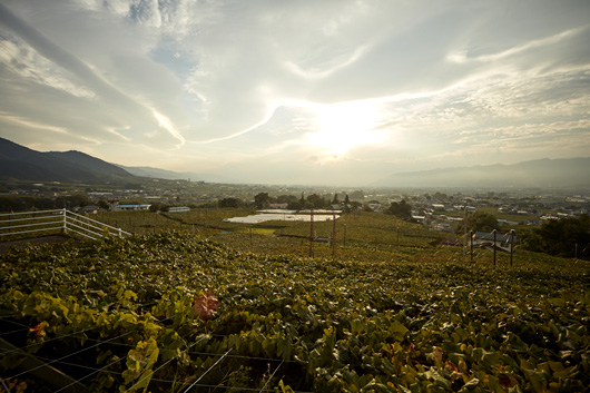 勝沼は葡萄とワインの町。いたるところに葡萄園があり、約30の醸造所が点在する。