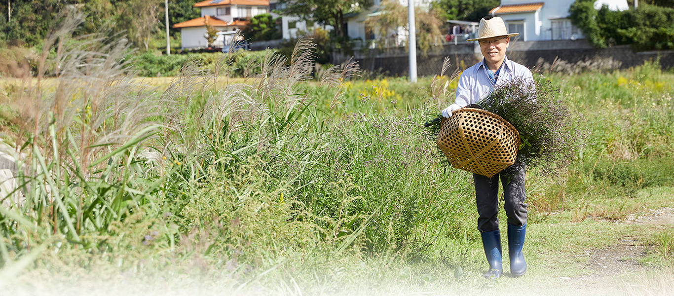 岐阜県関市の自宅近くで「これでやったことがない」という野草（アレチノハナガサ）を摘み取る。