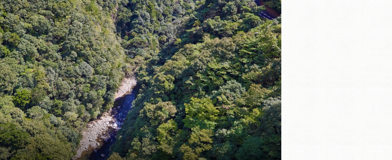 照葉樹林の名は、森の主な樹種カシ、シイなどの葉の表面につやがあることに由来する。