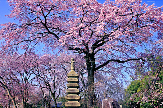 洛西・広沢池のほとりに広がる佐野家の「桜畑」。大正時代より全国の貴重な桜の収集を始め、現在は約200種を保存している。