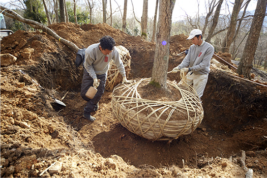 冬、佐野家の桜畑では、桜の移植作業が行われる。桜の苗が出荷できるまでには10年、20年の年月が必要で、成長の段階に合わせて植え替えを行い、健やかな成長の場を与える。