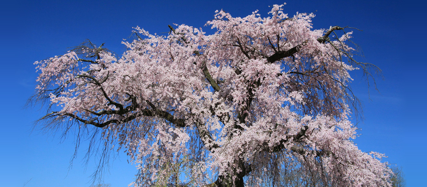 円山公園の枝垂桜