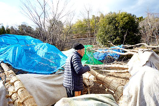 東日本大震災の翌年より、津波で甚大な被害を受けた被災地に、桜を寄贈する活動を行っている。「地元の人の反応？　そんなんわかるの百年後や。百年後に『津波がここまで到達したんや』『ここまで逃げたら大丈夫や』言うてもらうために植えとんのや」