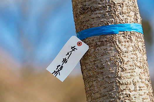 移植先に選ばれるのは、復興がある程度進んできた町である。「復興のモニュメントには抵抗ある人もおるやろ。桜は、抵抗を感じさせないで、千年先まで伝えられるのがええんや」