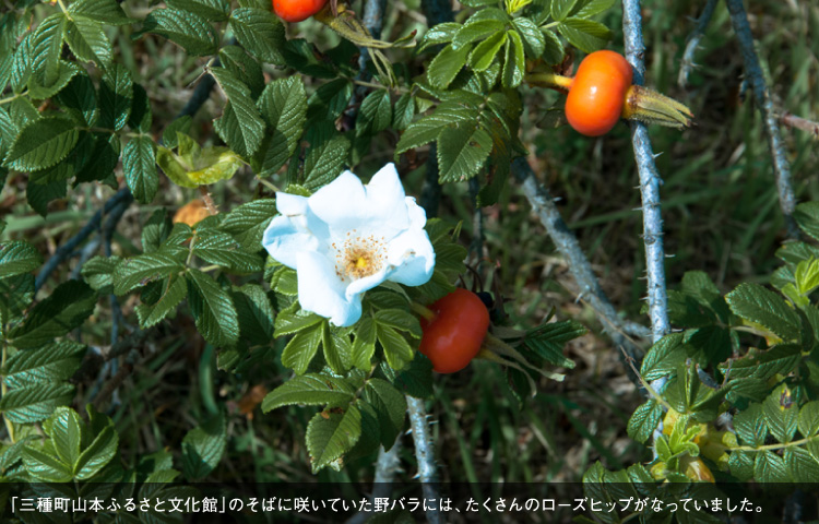 「三種町山本ふるさと文化館」のそばに咲いていた野バラには、たくさんのローズヒップがなっていました。