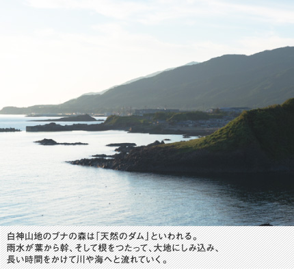 白神山地のブナの森は「天然のダム」といわれる。雨水が葉から幹、そして根をつたって、大地にしみ込み、長い時間をかけて川や海へと流れていく。