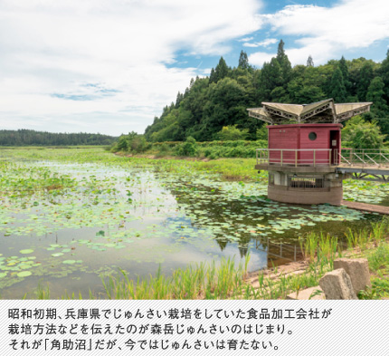 昭和初期、兵庫県でじゅんさい栽培をしていた食品加工会社が栽培方法などを伝えたのが森岳じゅんさいのはじまり。それが「角助沼」だが、今ではじゅんさいは育たない。