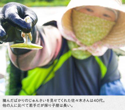 摘んだばかりのじゅんさいを見せてくれた佐々木さんは40代。他の人に比べて若手だが採り子歴は長い。