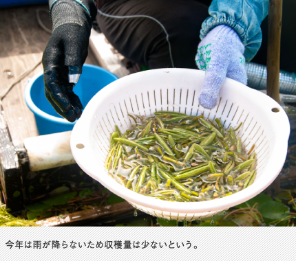 今年は雨が降らないため収穫量は少ないという。