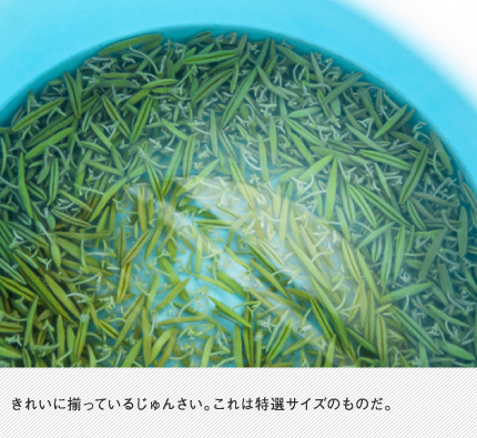 きれいに揃っているじゅんさい。これは特選サイズのものだ。