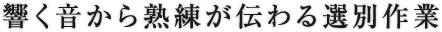 響く音から熟練が伝わる選別作業