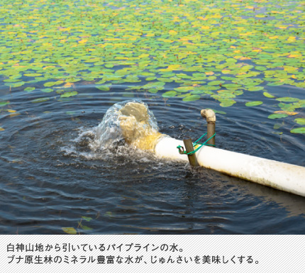 白神山地から引いているパイプラインの水。ブナ原生林のミネラル豊富な水が、じゅんさいを美味しくする。