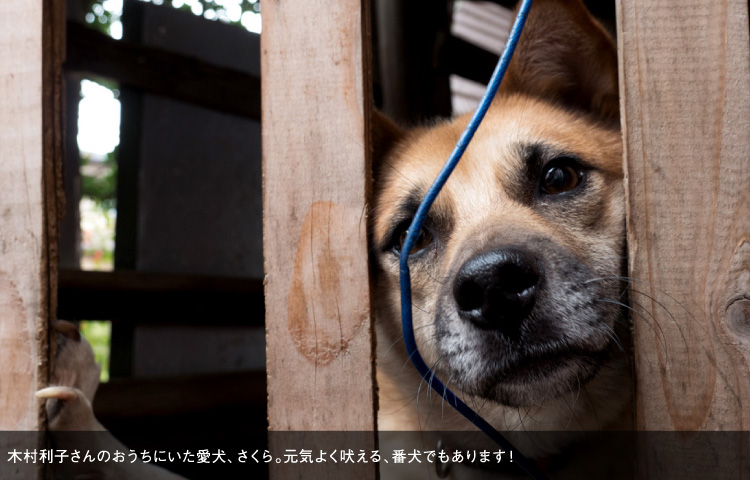 木村利子さんのおうちにいた愛犬、さくら。元気よく吠える、番犬でもあります！