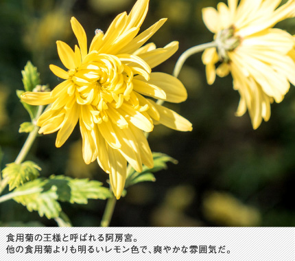 食用菊の王様と呼ばれる阿房宮。他の食用菊よりも明るいレモン色で、爽やかな雰囲気だ。