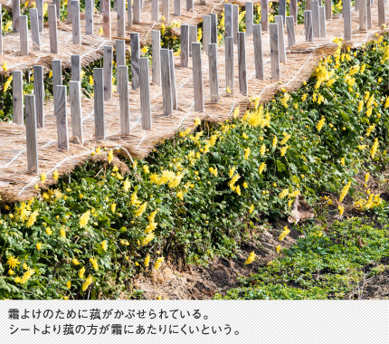 霜よけのために菰がかぶせられている。シートより菰の方が霜にあたりにくいという。