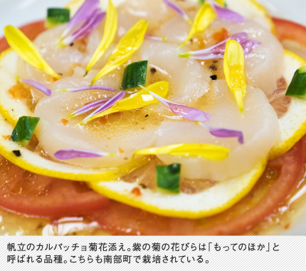 帆立のカルパッチョ菊花添え。紫の菊の花びらは「もってのほか」と呼ばれる品種。こちらも南部町で栽培されている。