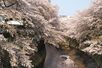 江戸川橋エリアに春の訪れを伝える神田川沿いの桜並木