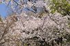 江戸川橋エリアに春の訪れを伝える神田川沿いの桜並木