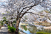 春には桜が咲き誇り絶景となる「大宮公園」。