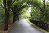 「大宮第二公園」から「大和田公園」へ続く、清々しい木々の小道。