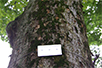 天然記念物として市の指定を受けた「氷川参道」の巨樹にはプレートが付けられている。