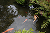 「大宮公園」内にある日本庭園には、色鮮やかな錦鯉や金魚が悠々と泳いでいる。