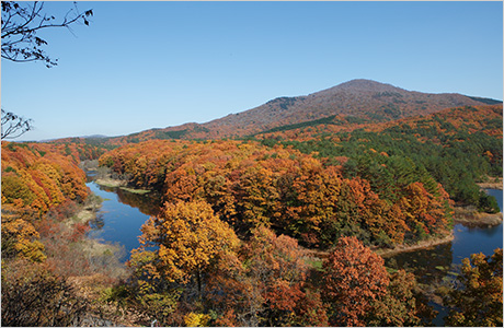 大朝の菜の花(北広島町役場提供)