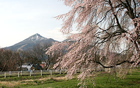 樹齢600年の白津の枝垂れ桜